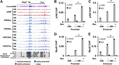 Regulation of Dystroglycan Gene Expression in Early Myoblast Differentiation